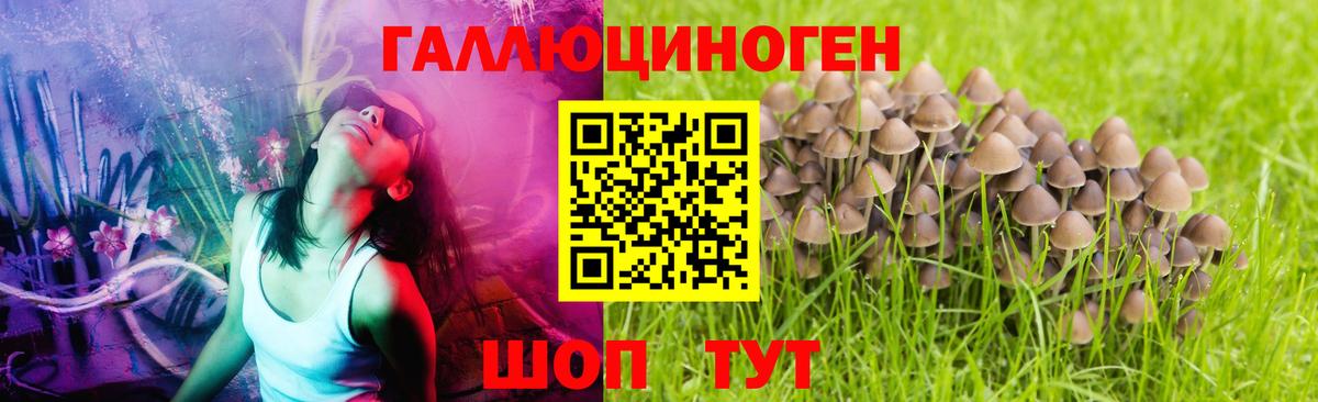 Ижевск  Псилоцибиновые грибы Psilocybe  Вход с VPN 